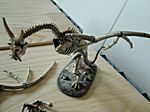 Dracolich II